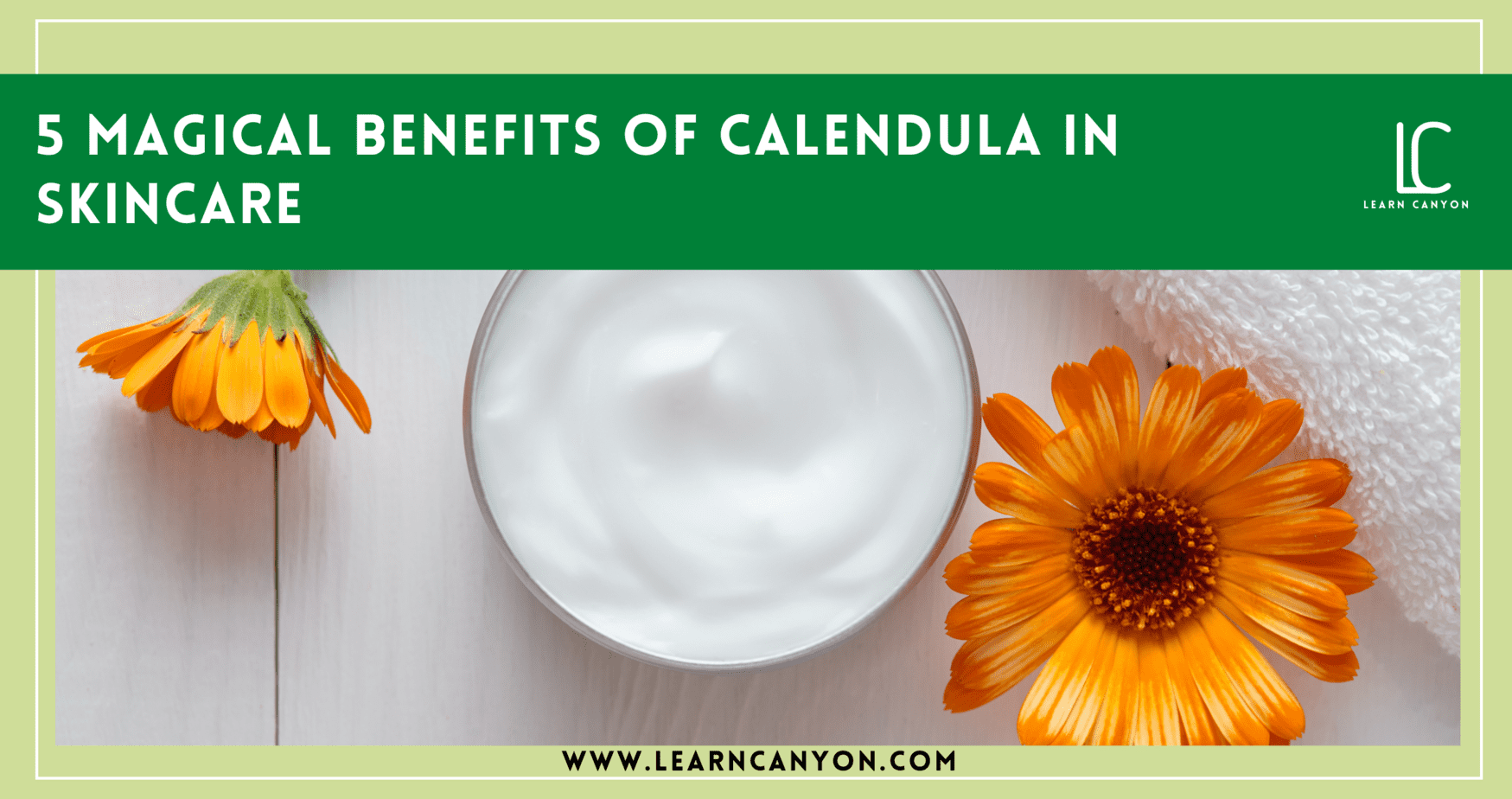 Calendula Flower: Facts, Benefits, Grow and Care, Uses