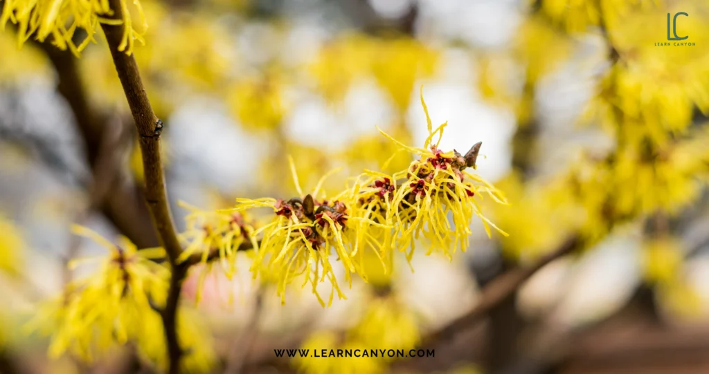 Safety Assessment Of Witch Hazel In Cosmetics