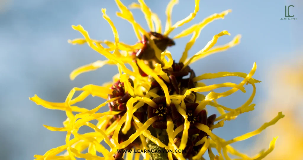 The Science Behind Witch Hazel Benefits 
