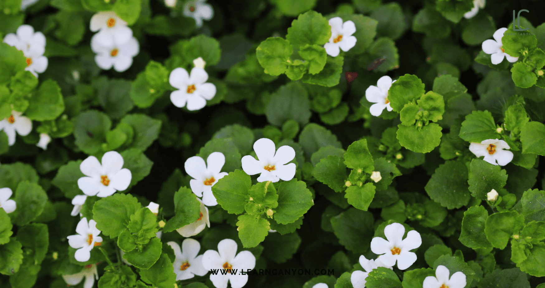 Unlock the Ayurvedic Secret to Lustrous Hair with Brahmi Oil 3 Brahmi Oil