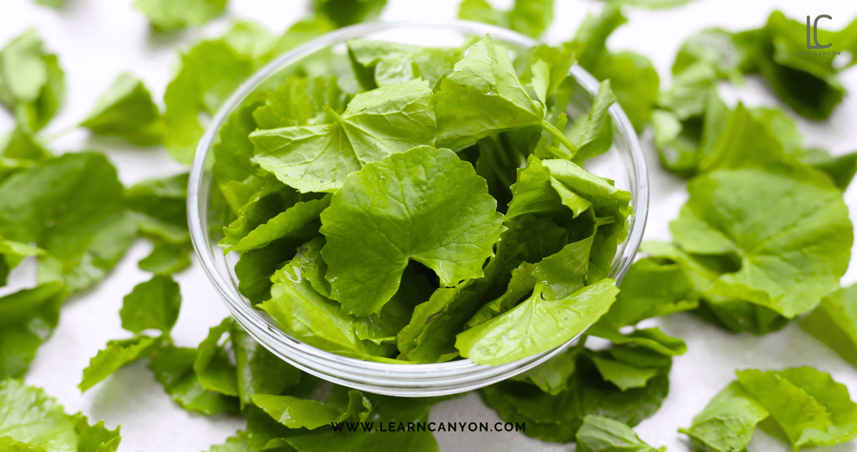 3 Ayurvedic Ingredients That Make Any Skincare Formula Shine 1 Ayurvedic Skincare Ingredients